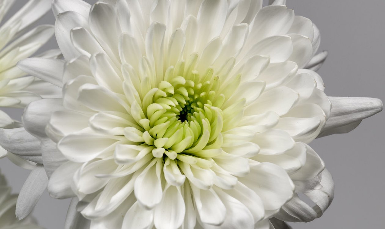仏壇に供えるお供えの花・仏花のアレンジメント