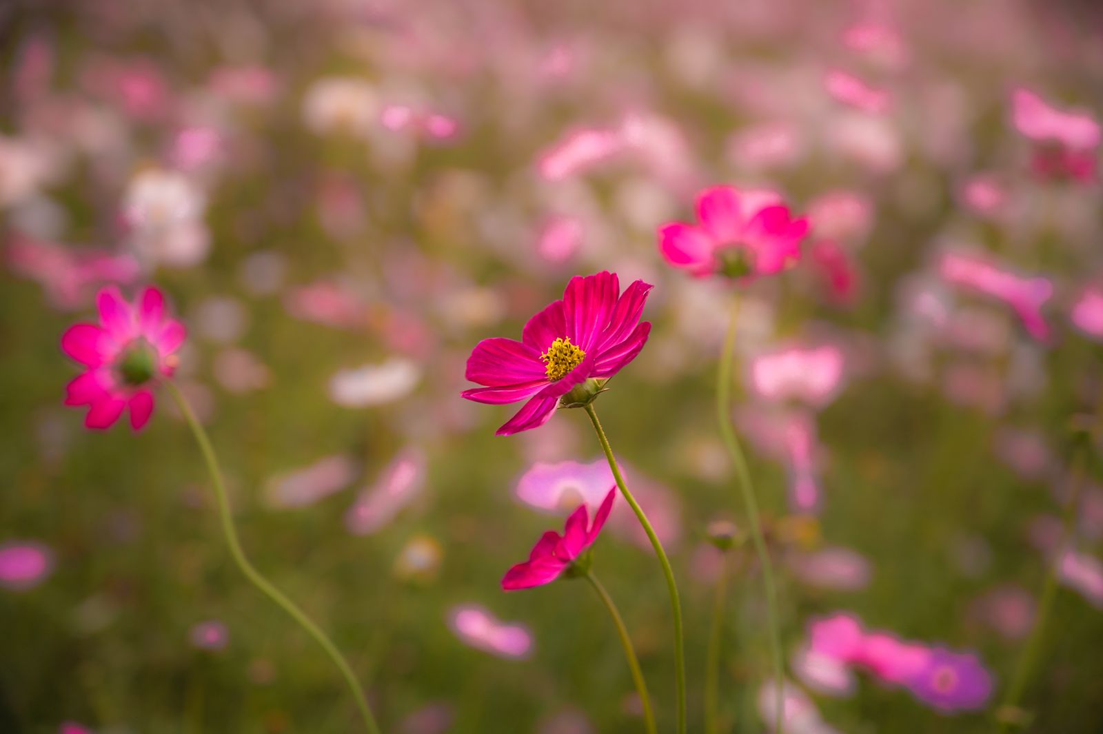 秋の草原に咲くコスモスの花