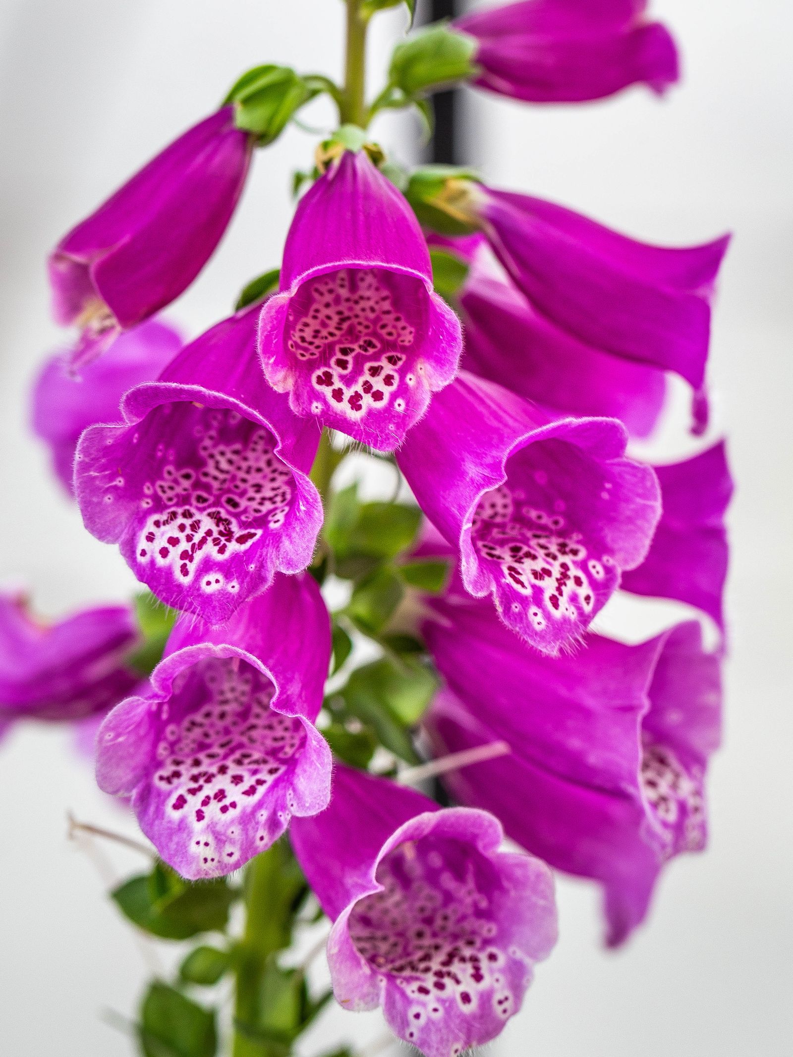 紫色の筒状の花を咲かせるジギタリス(キツネノテブクロ)