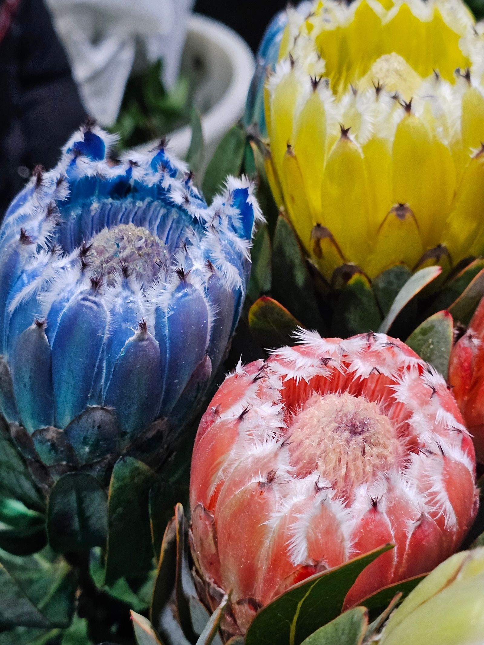 南アフリカ原産のプロテアの花