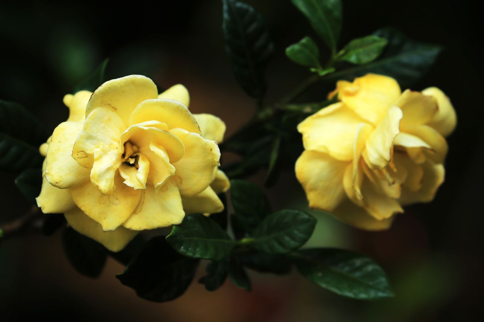 香り高い白いくちなしの花
