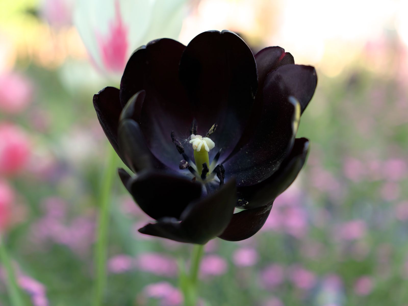 濃い紫黒色の花びらを持つ黒チューリップ