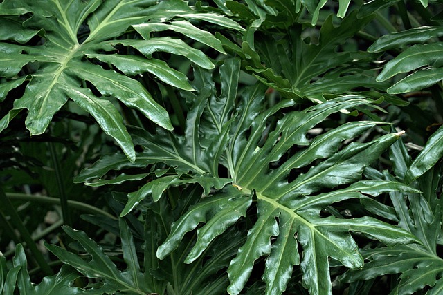 観葉植物フィロデンドロン