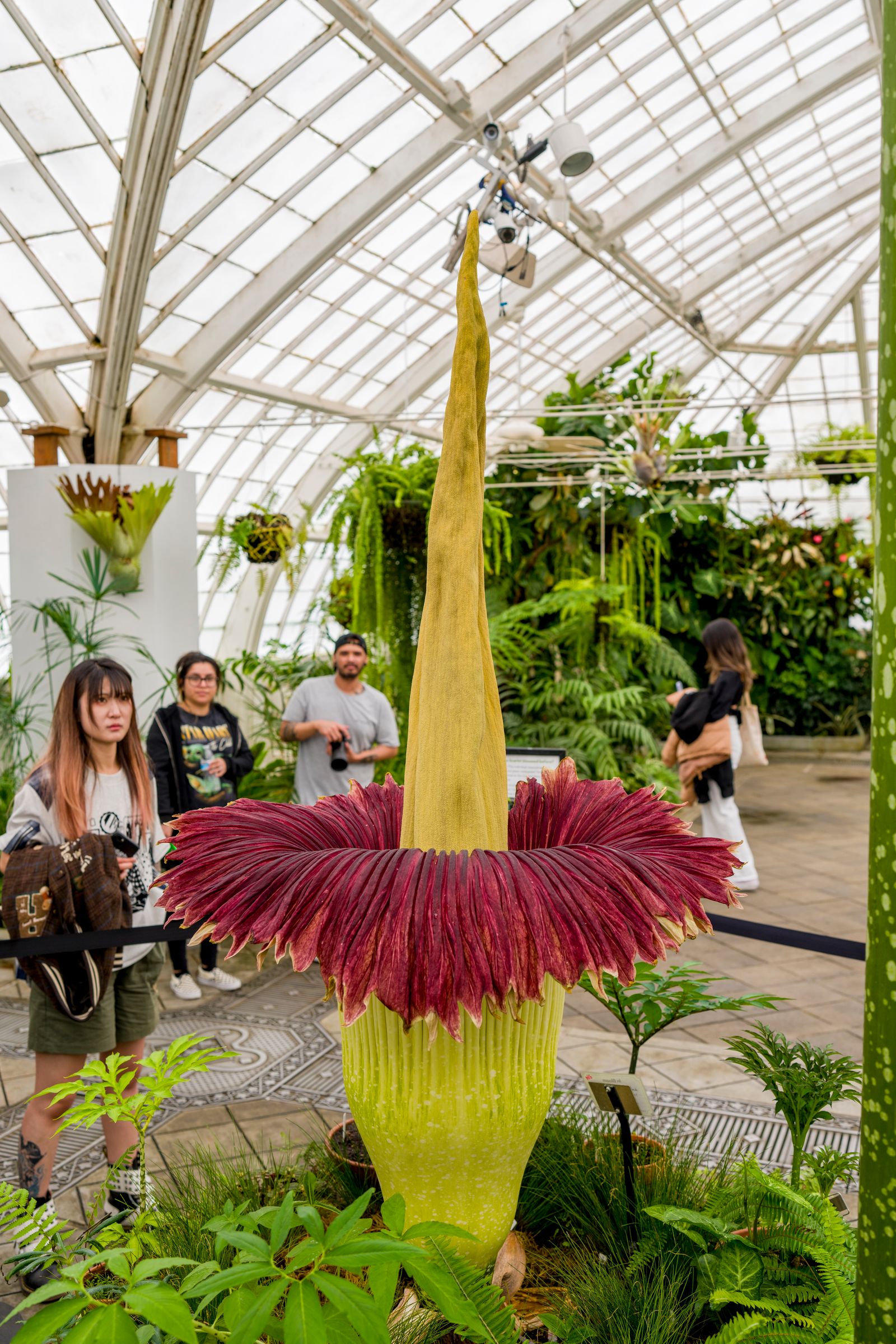 巨大なショクダイオオコンニャクの花を見学する人々