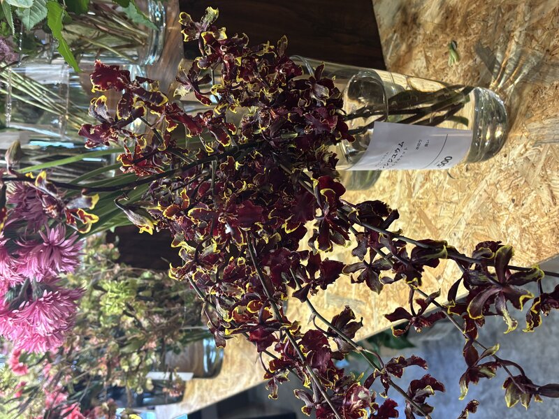 Oncidium